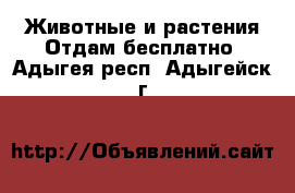 Животные и растения Отдам бесплатно. Адыгея респ.,Адыгейск г.